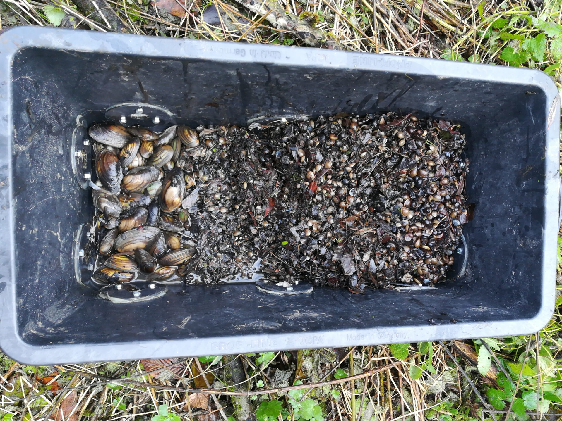 Dokumentation des Muschelfundes an der Schwartau