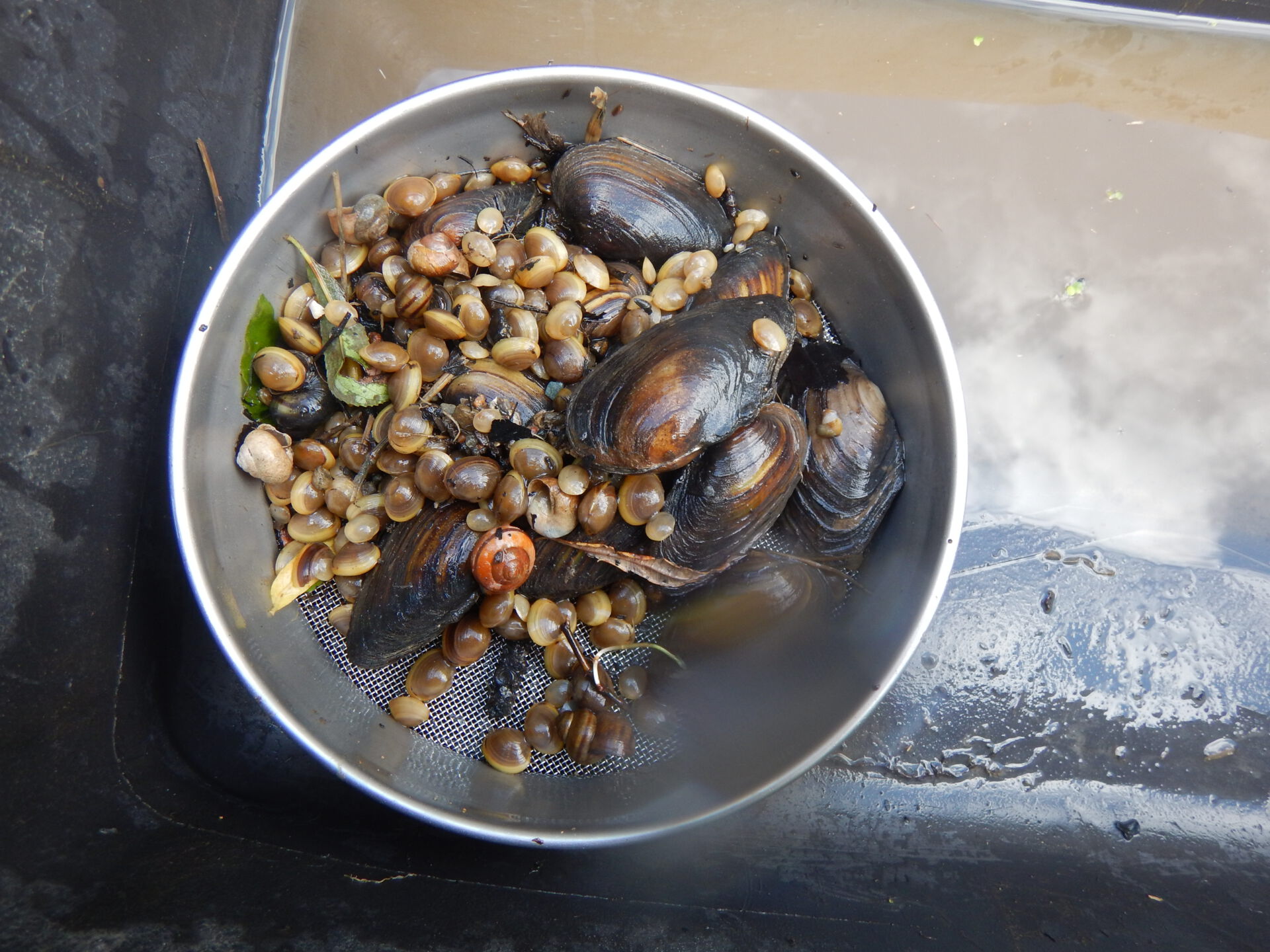 Dokumentation des Muschelfundes an der Schwartau