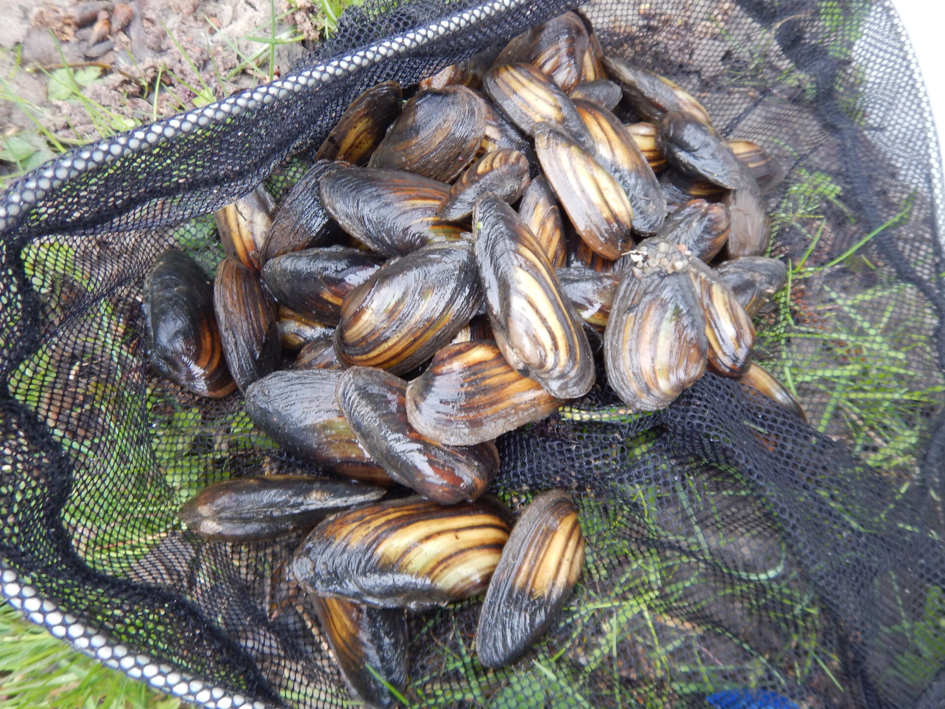 Dokumentation des Muschelfundes an der Schwartau