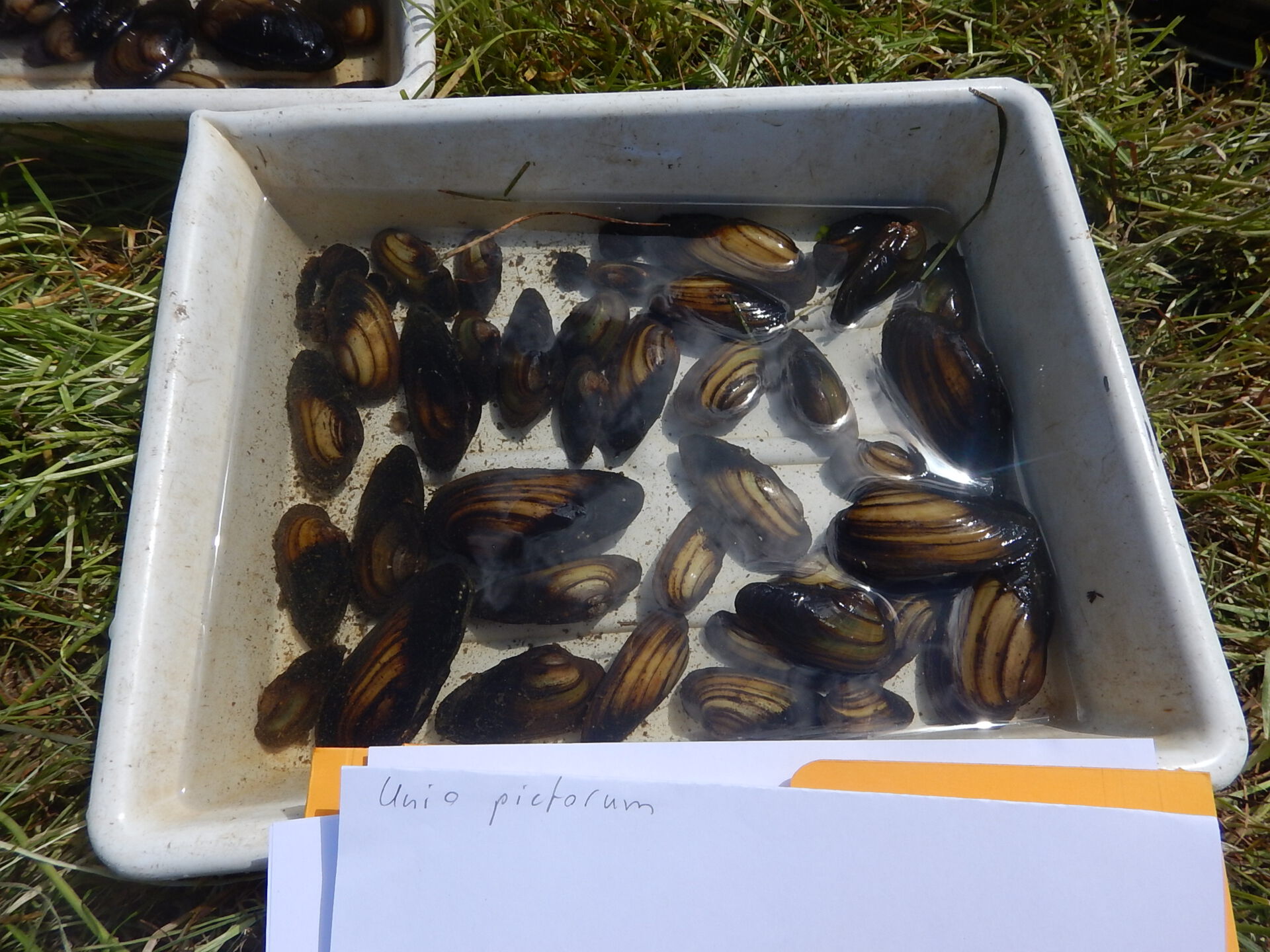 Dokumentation des Muschelfundes an der Schwartau